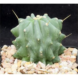 Ferocactus glaucescens fm inermis 5-inch pots