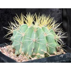 Ferocactus glaucescens one-gallon pots
