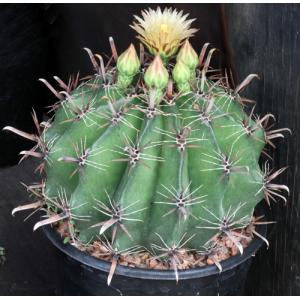 Ferocactus herrerae 2-gallon pots