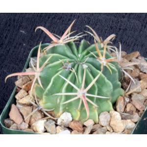 Ferocactus latispinus 4-inch pots