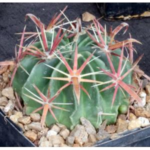 Ferocactus latispinus 5-inch pots