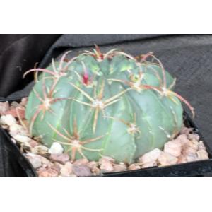 Ferocactus macrodiscus 5-inch pots
