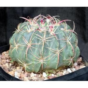 Ferocactus macrodiscus one-gallon pots