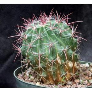 Ferocactus pilosus 8-inch pots
