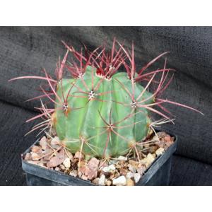 Ferocactus pringlei 5-inch pots