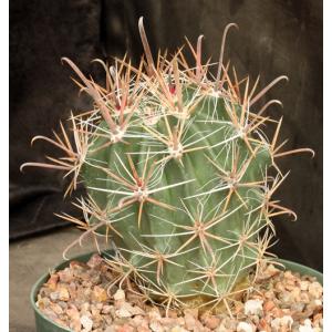 Ferocactus santa-maria 8-inch pots