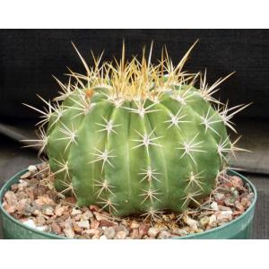Ferocactus schwarzii 8-inch pots