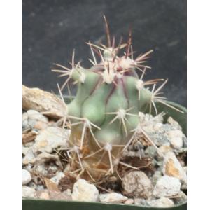 Ferocactus townsendianus 2-inch pots