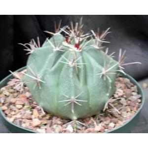 Ferocactus townsendianus 8-inch pots