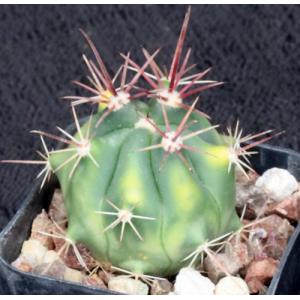 Ferocactus townsendianus 2-inch pots