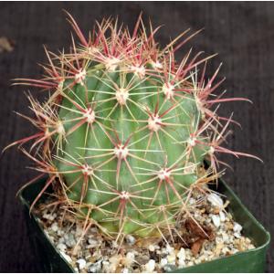 Ferocactus viridescens ssp. littoralis (San Jose, BCN) 4-inch po