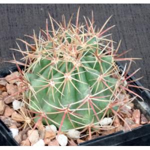Ferocactus viridescens ssp. littoralis (San Jose, BCN) 5-inch po