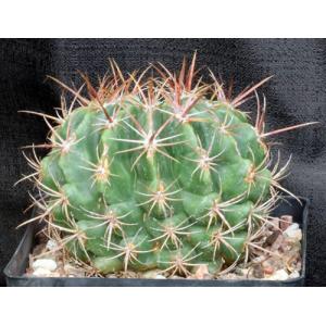 Ferocactus viridescens ssp. orcuttii one-gallon pots