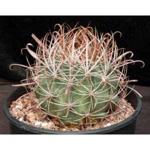 Ferocactus chrysacanthus ssp. coloratus 2-gallon pots