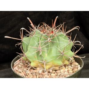 Ferocactus herrerae 8-inch pots
