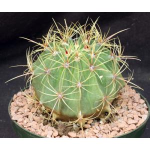 Ferocactus hystrix 8-inch pots
