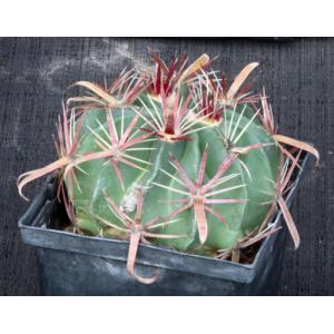 Ferocactus latispinus 5-inch pots