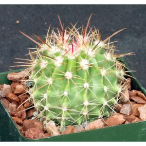 Ferocactus lindsayi  4-inch pots