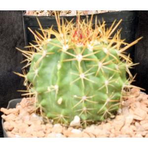 Ferocactus lindsayi  one-gallon pots