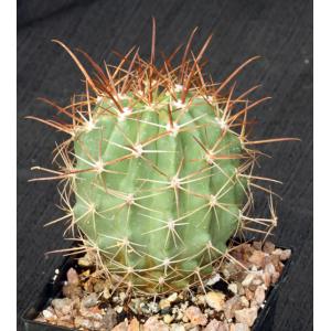 Ferocactus lindsayi  5-inch pots