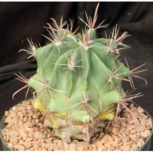 Ferocactus peninsulae var. peninsulae 8-inch pots