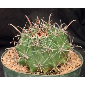 Ferocactus peninsulae var. vizcainoensis 8-inch pots