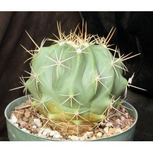 Ferocactus pottsi 8-inch pots