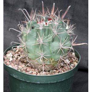 Ferocactus santa-maria 8-inch pots