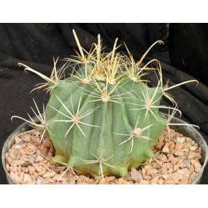 Ferocactus wislizeni fm flavispinus 8-inch pots