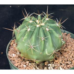 Ferocactus pottsi 8-inch pots