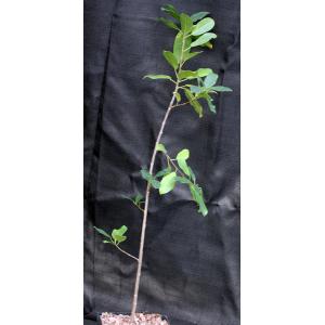Ficus ilicina one-gallon pots