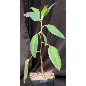 Ficus macrophylla one-gallon pots