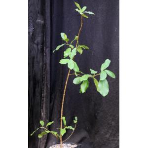 Ficus natalensis one-gallon pots