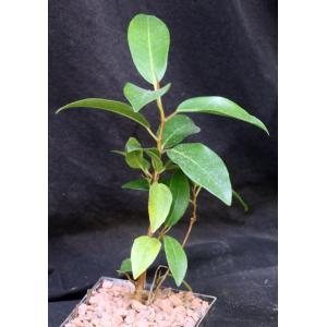 Ficus obliqua 5-inch pots