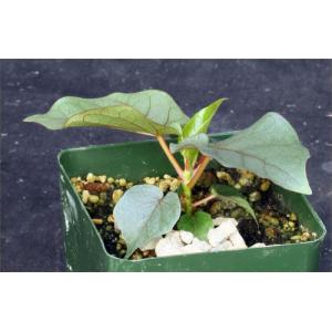 Ficus petiolaris 4-inch pots