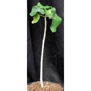 Ficus abutifolia 2-gallon pots