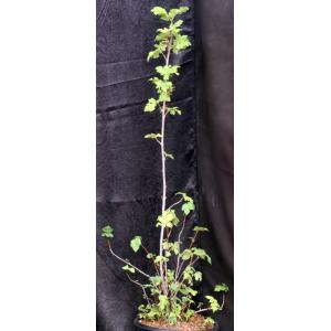 Ficus afghanistanii 2-gallon pots