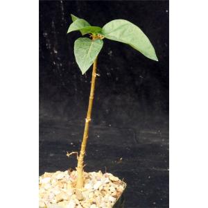 Ficus brandegei 5-inch pots