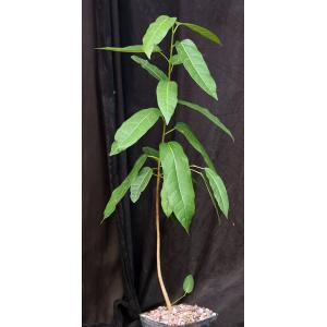 Ficus cordata one-gallon pots