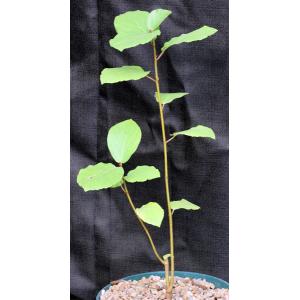 Ficus glumosa 8-inch pots
