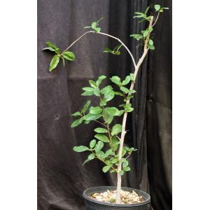 Ficus ilicina 2-gallon pots