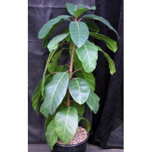 Ficus lutea 2-gallon pots