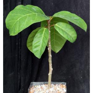 Ficus lutea one-gallon pots