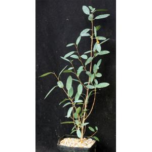 Ficus menabeensis one-gallon pots