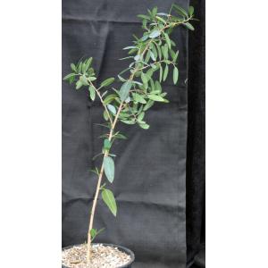 Ficus menabeensis 2-gallon pots