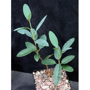 Ficus menabeensis 5-inch pots