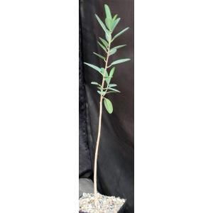 Ficus menabeensis one-gallon pots