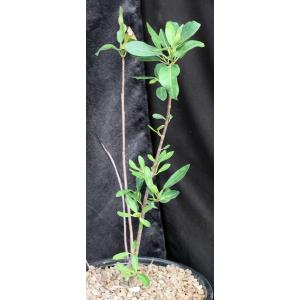 Ficus natalensis 2-gallon pots