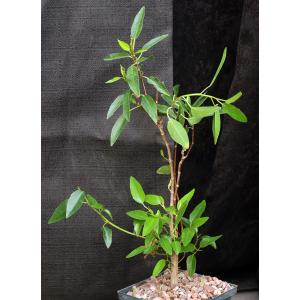 Ficus obliqua 5-inch pots