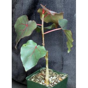 Ficus petiolaris 4-inch pots